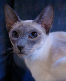 DeeDee2 138croppedHead