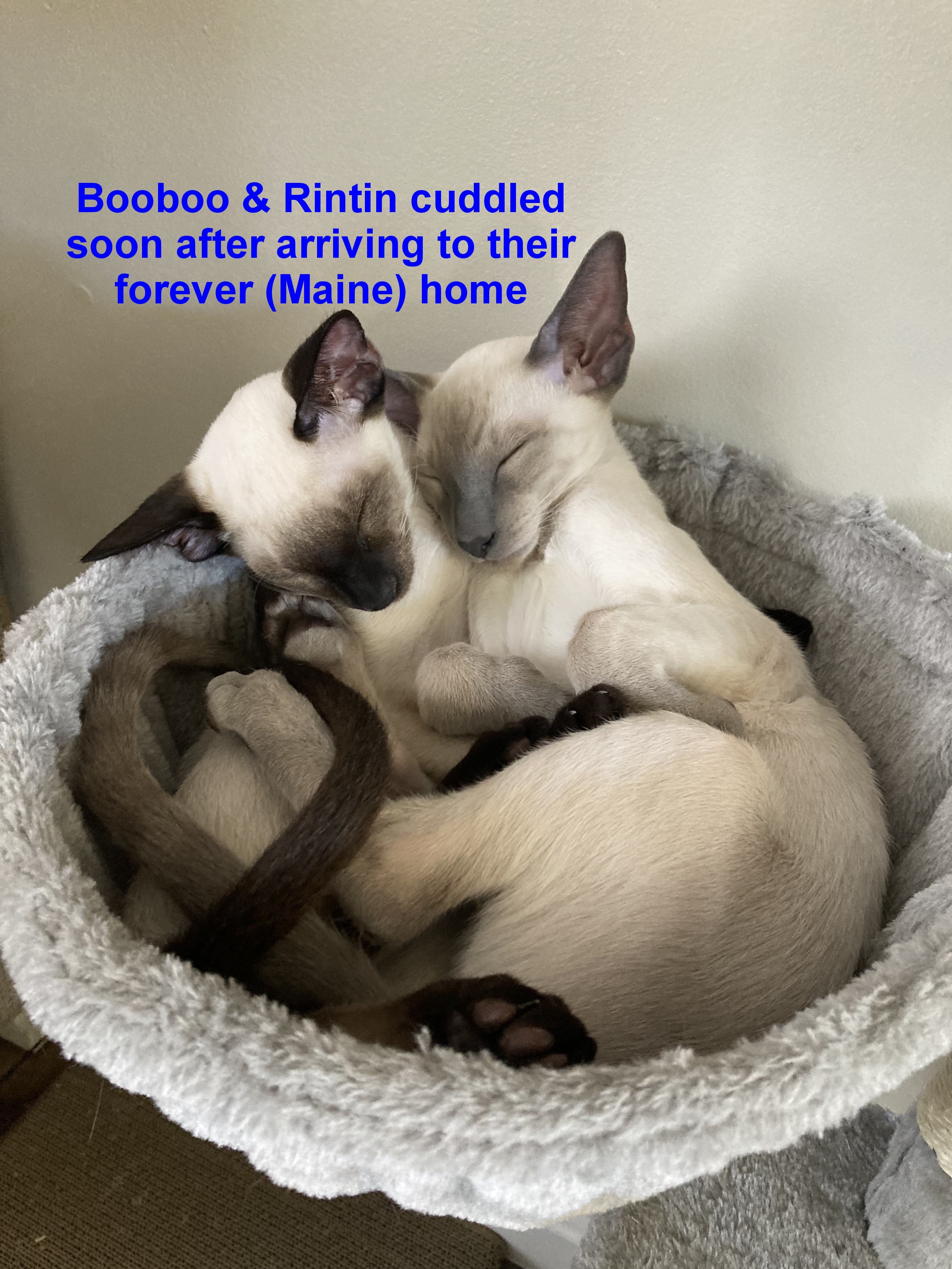 BooBoo-Tintin-napping.jpg