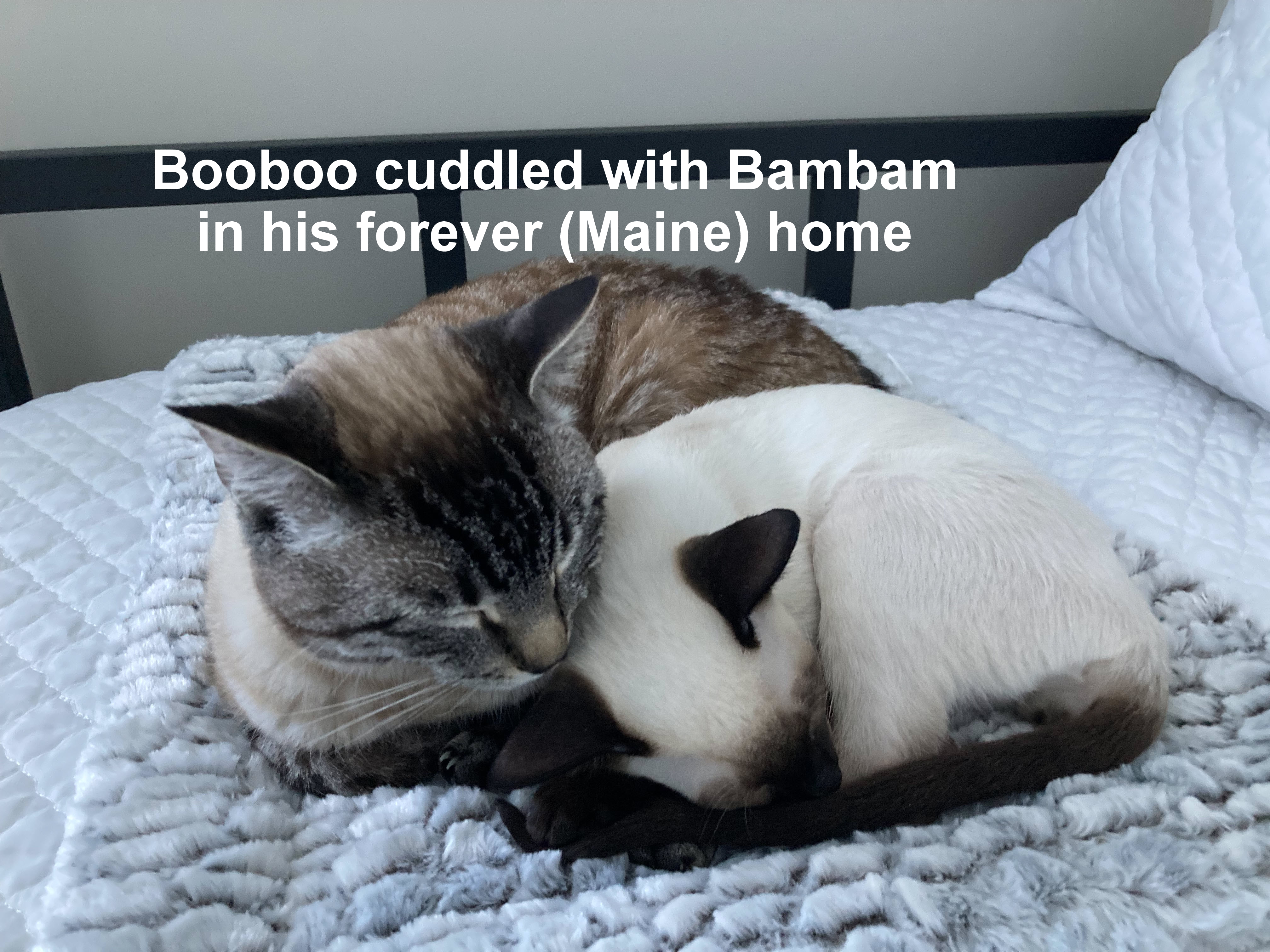 Booboo-Tintin-Bamban20260404-1.jpeg