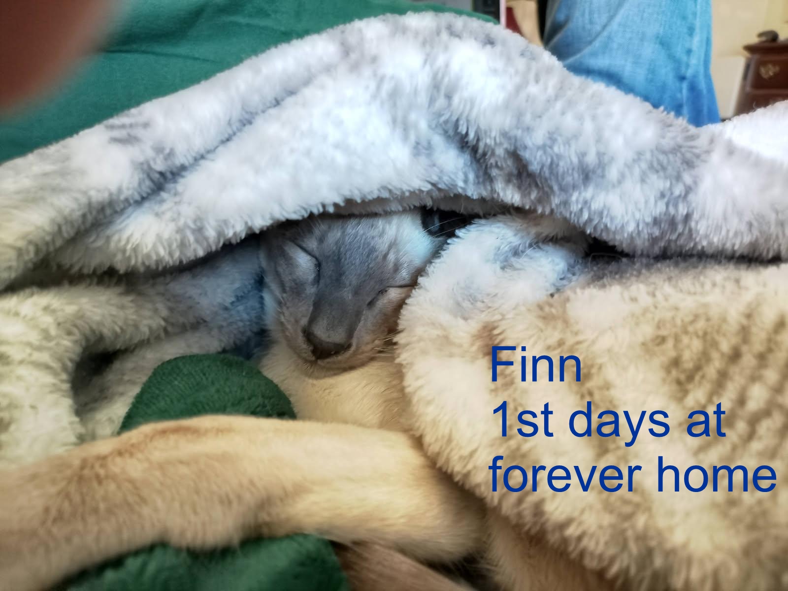Finn-forever-3.jpg
