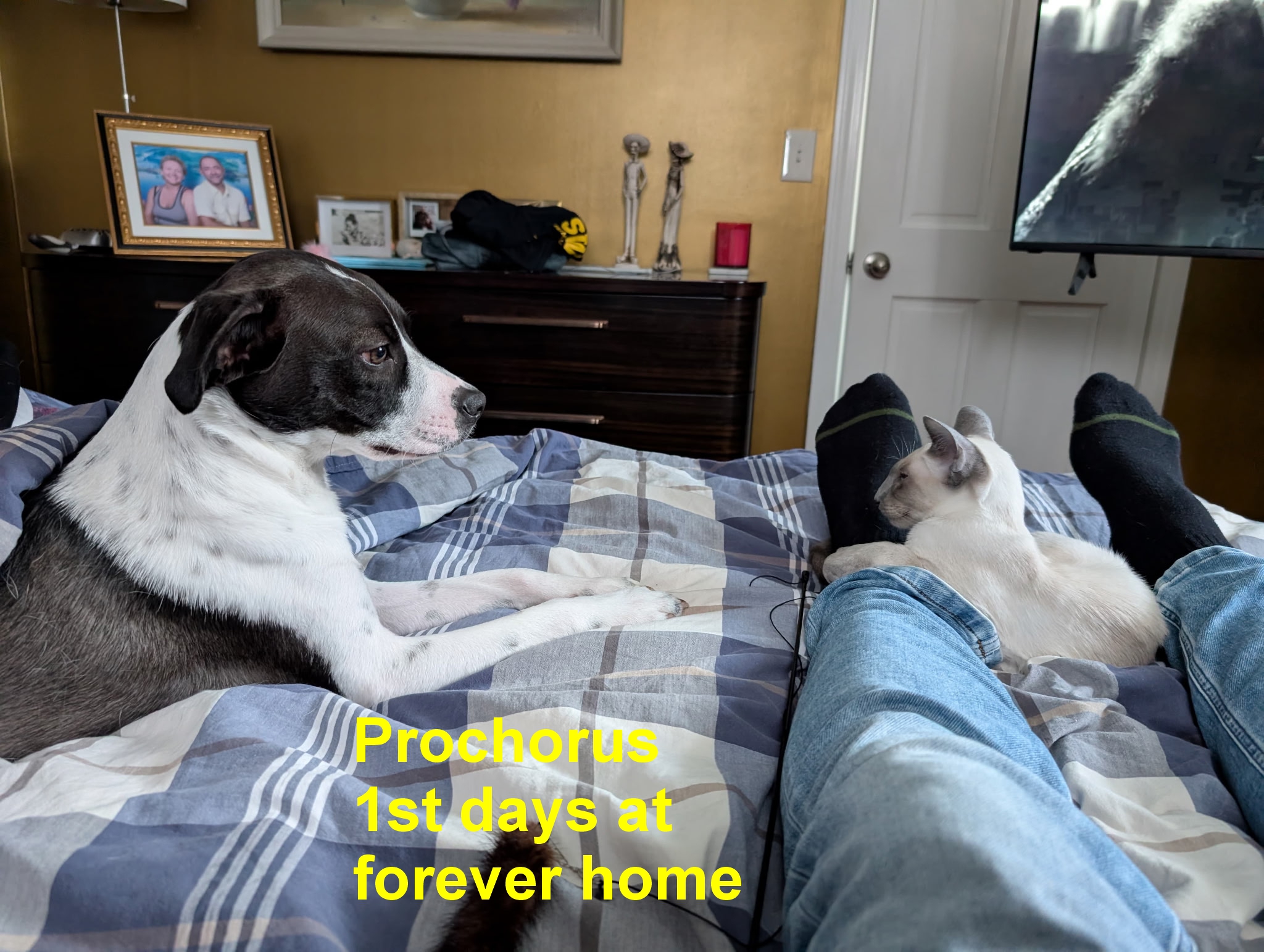 Prochorus-ForeverHome1.jpg