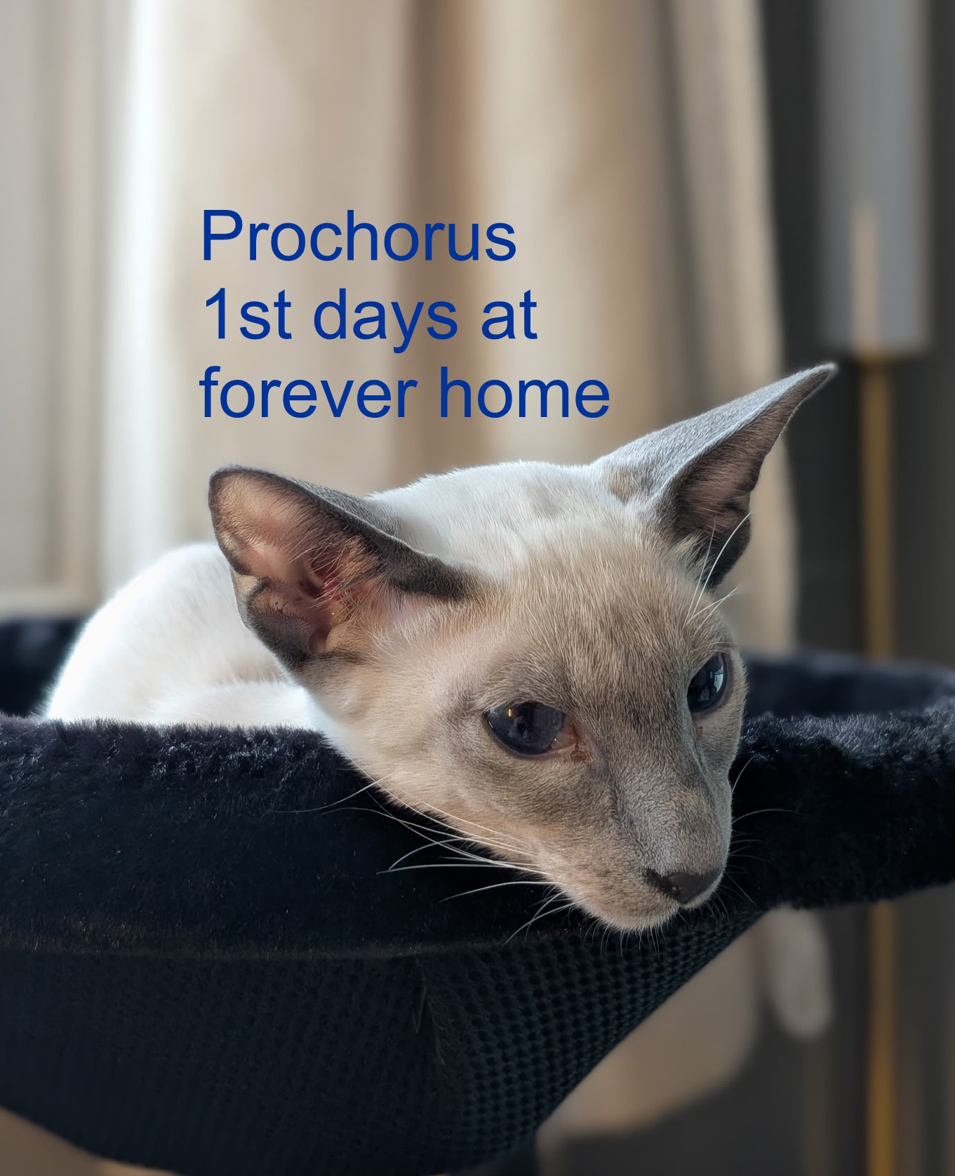 Prochorus-ForeverHome4.jpg