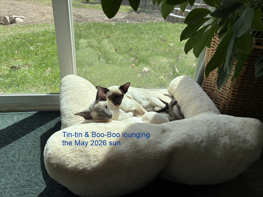 Tintin-BooBoo-May2026.png