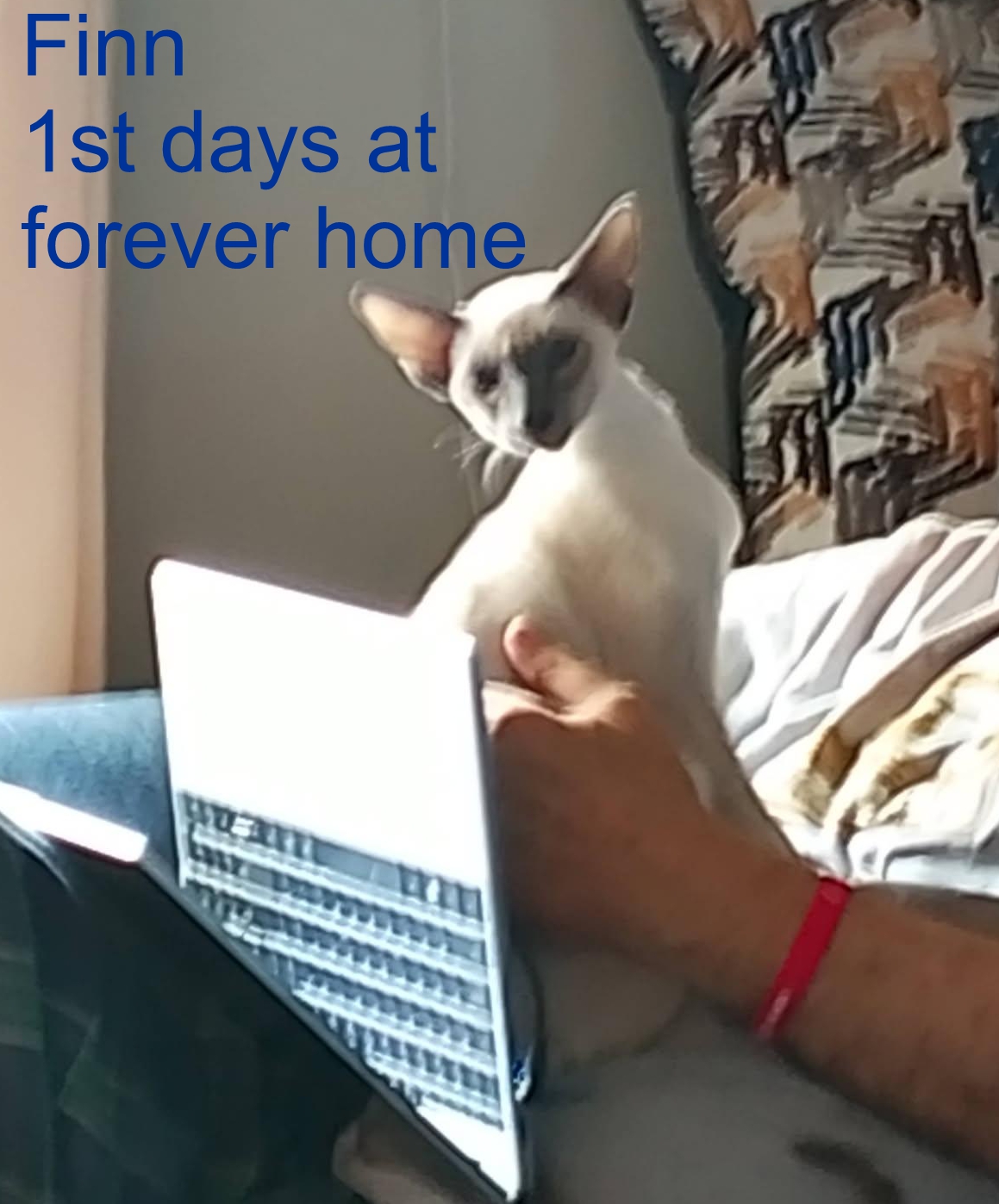 finn-forever-4.jpg